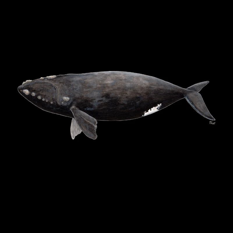 Wal - Balaena glacialis - Glattwal