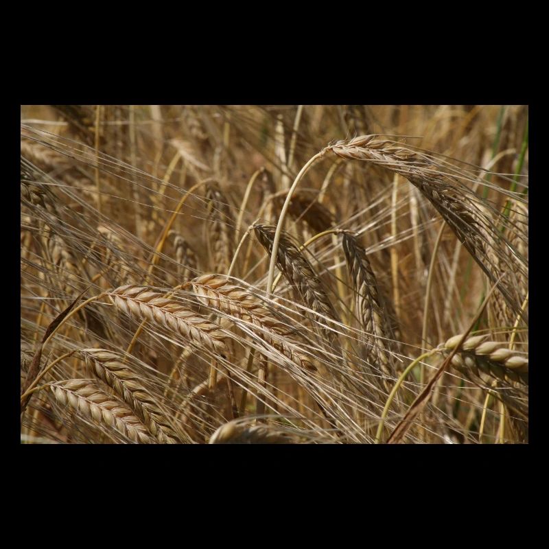 Goldenes Weizenfeld
