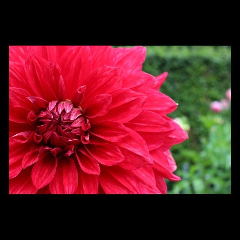 Dahlia Fleur Rouge, Fleur