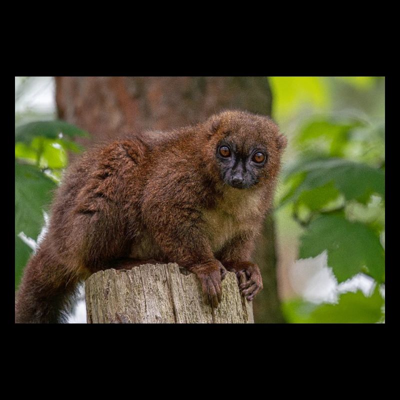 Red Titi Monkey