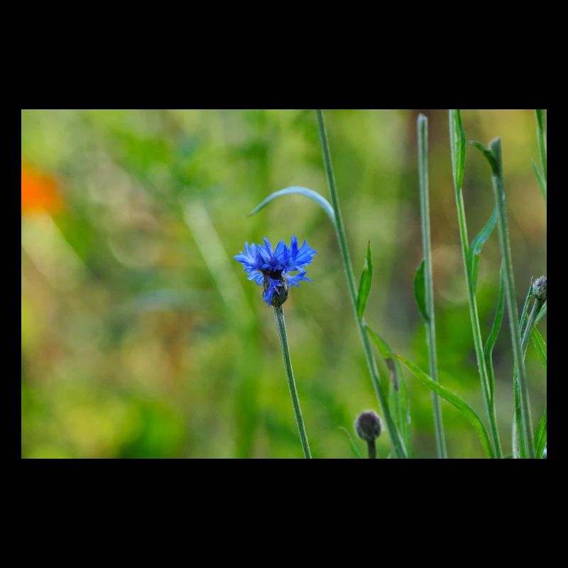 Bleuet
