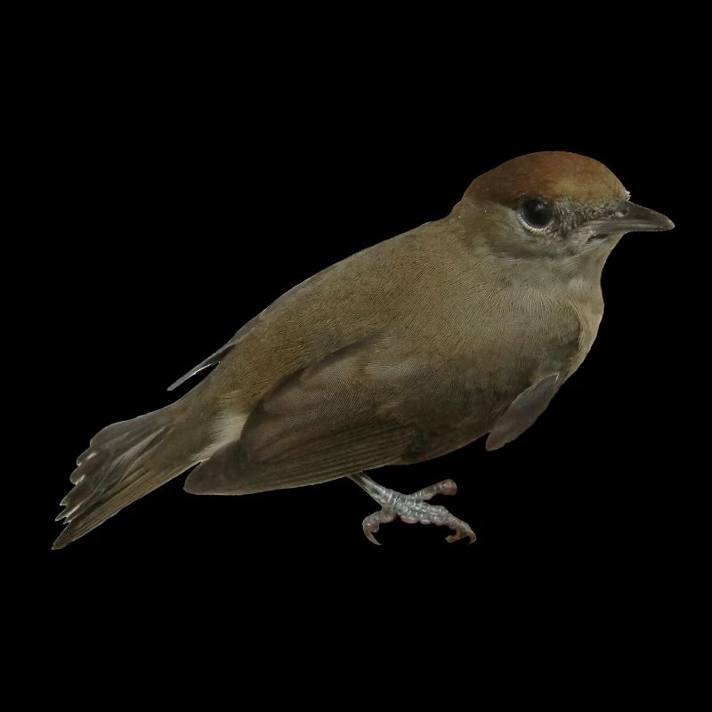 Mönchsgrasmücke Weibchen