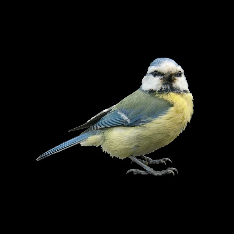 Vogel Blaumeise