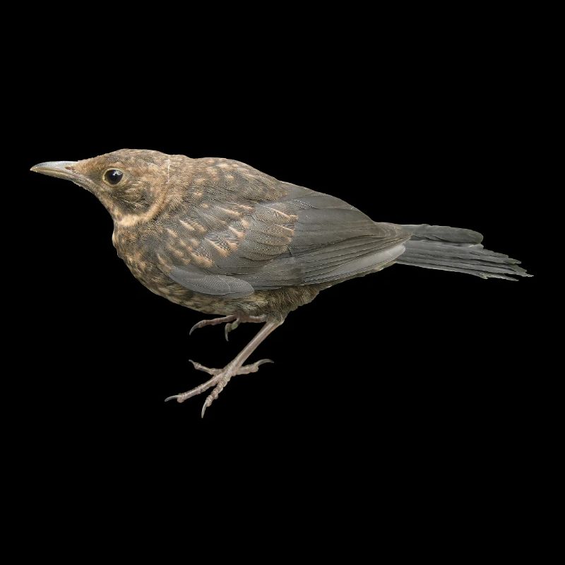 Merle Jeune Oiseau