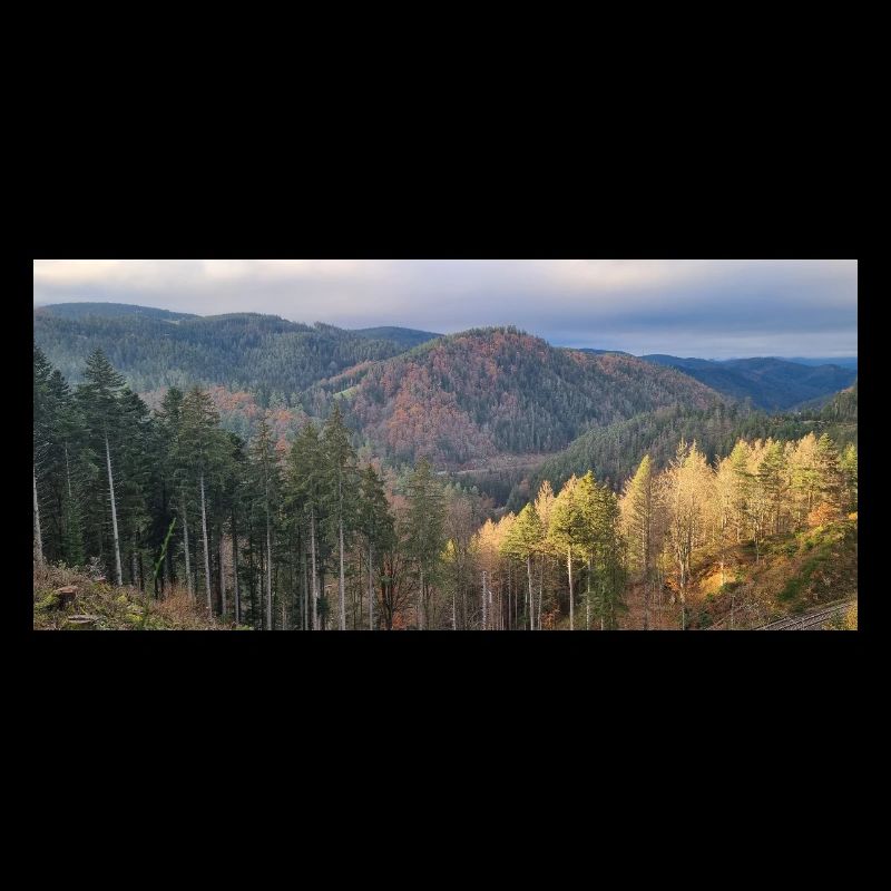Herbstliche Waldlandschaft mit Sonnenlicht