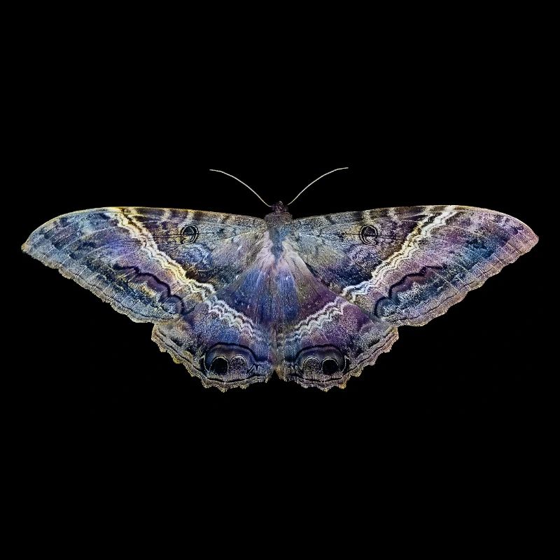 Blauer Schmetterling