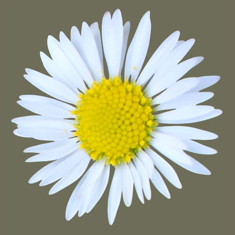 Daisy