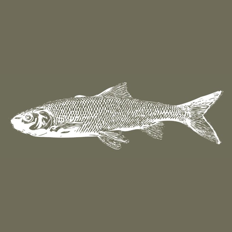 Trout fish