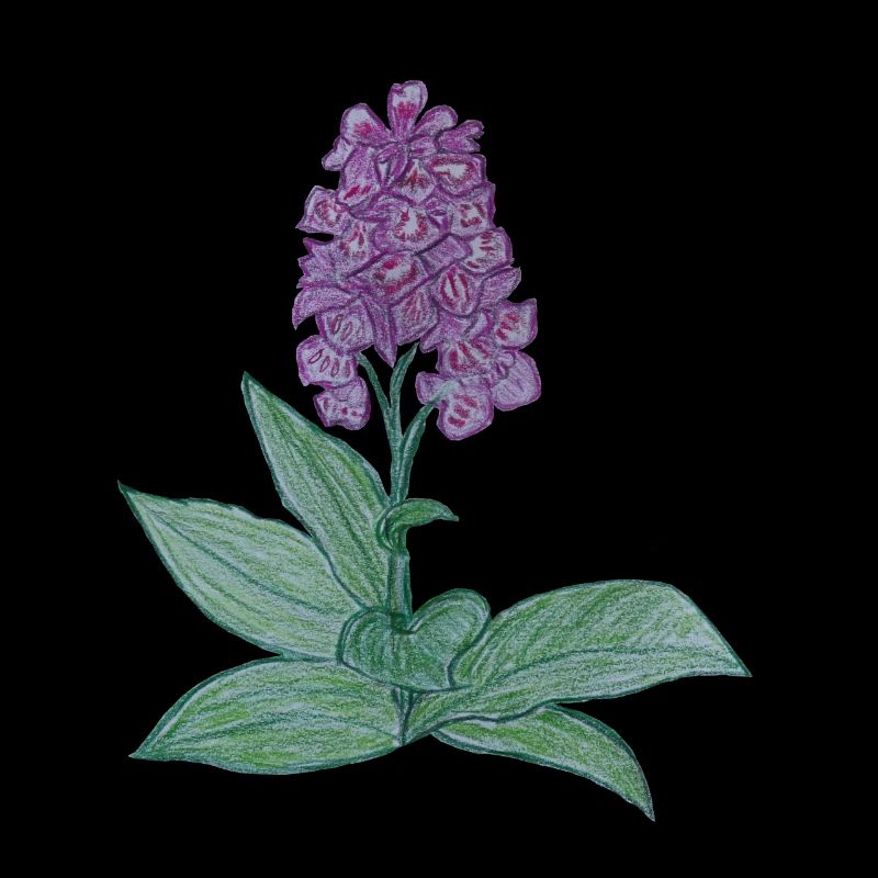 dänische Orchidee