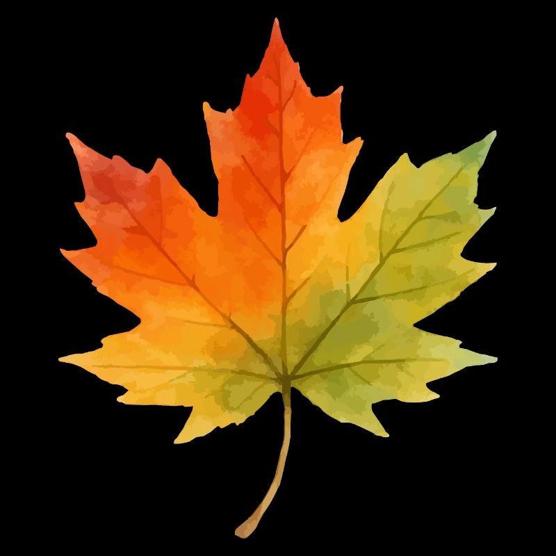 Leaf Maple Leaf Watercolor 1