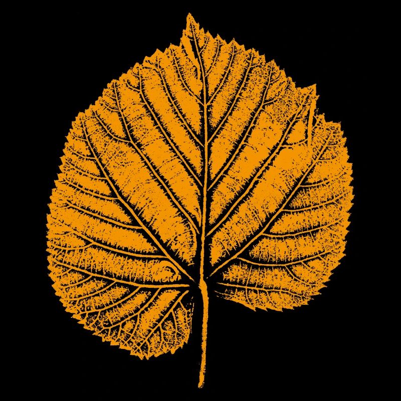 Linden leaf