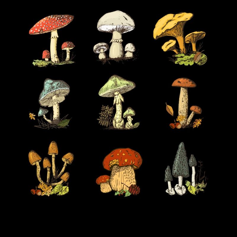 Illustrations de champignons colorés Champignon coloré