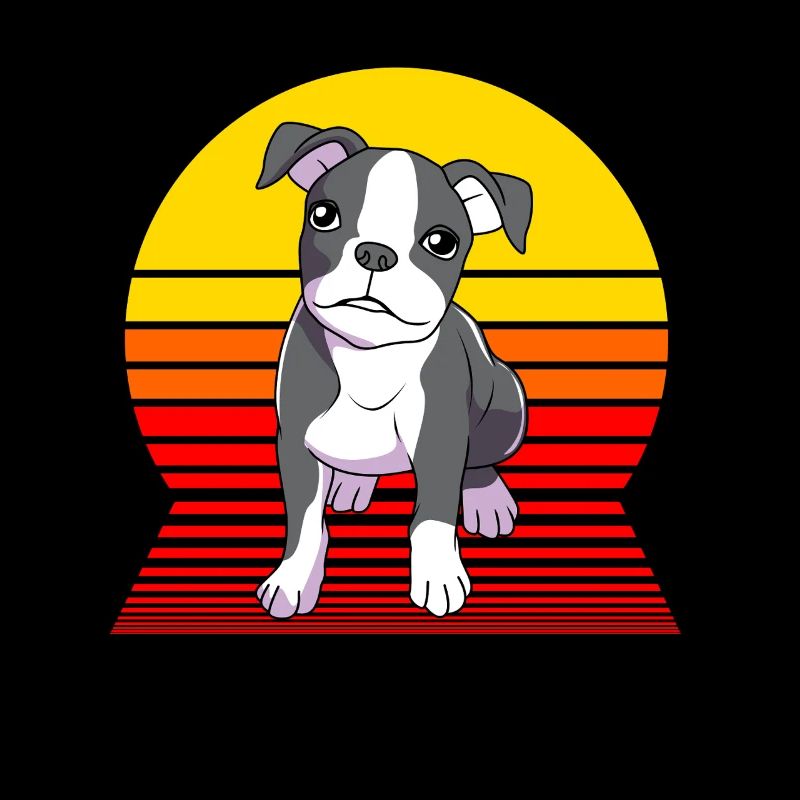 Boston Terrier
