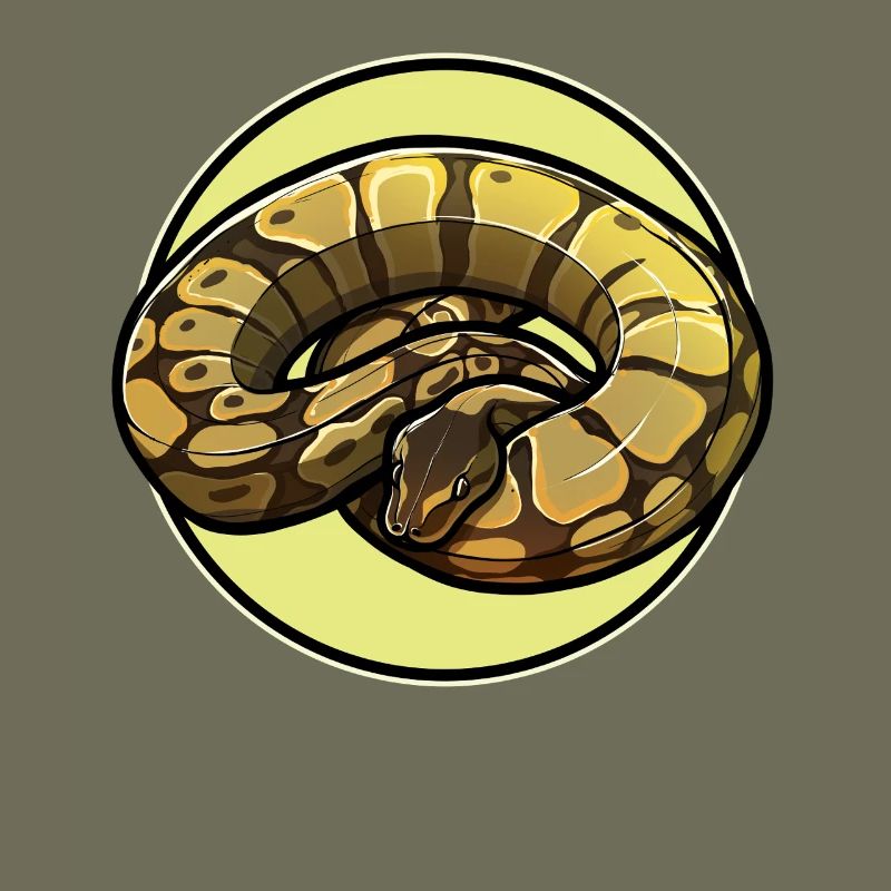 Ball Python Königspythons Königspython