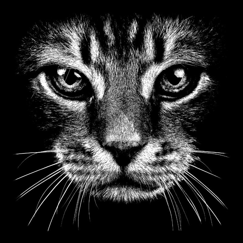 Chat / potrait / visage / tête