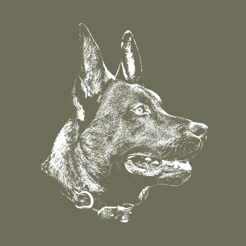 Malinois Kopf
