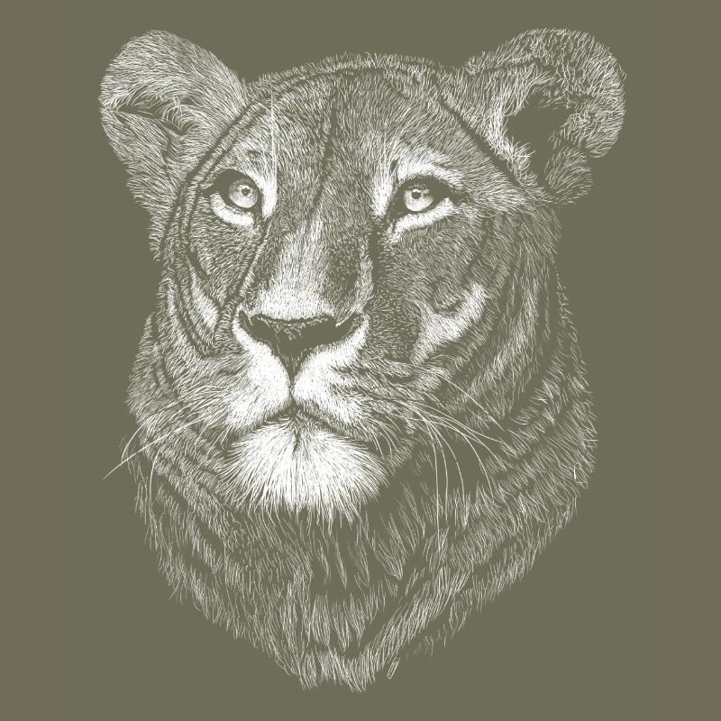 Lioness