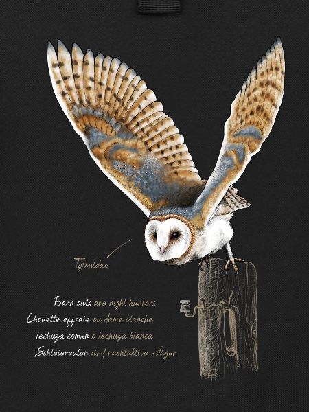 Schleiereule - Tytonidae 2
