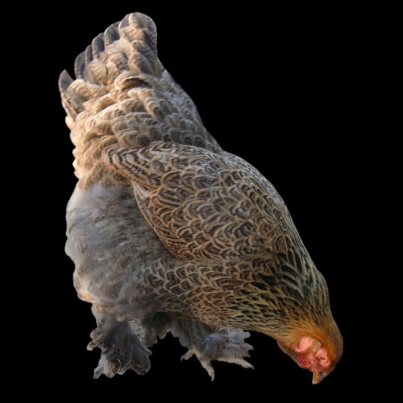Chicken