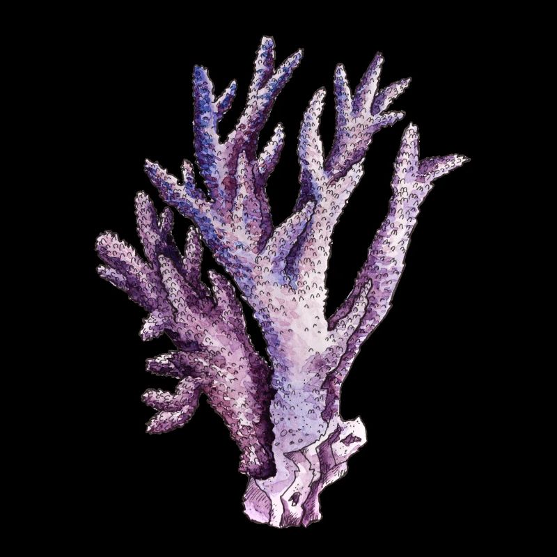 Koralle