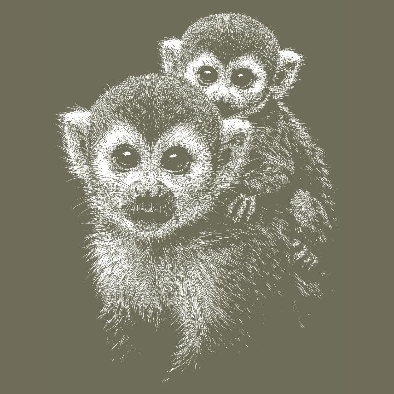 Squirrel monkey