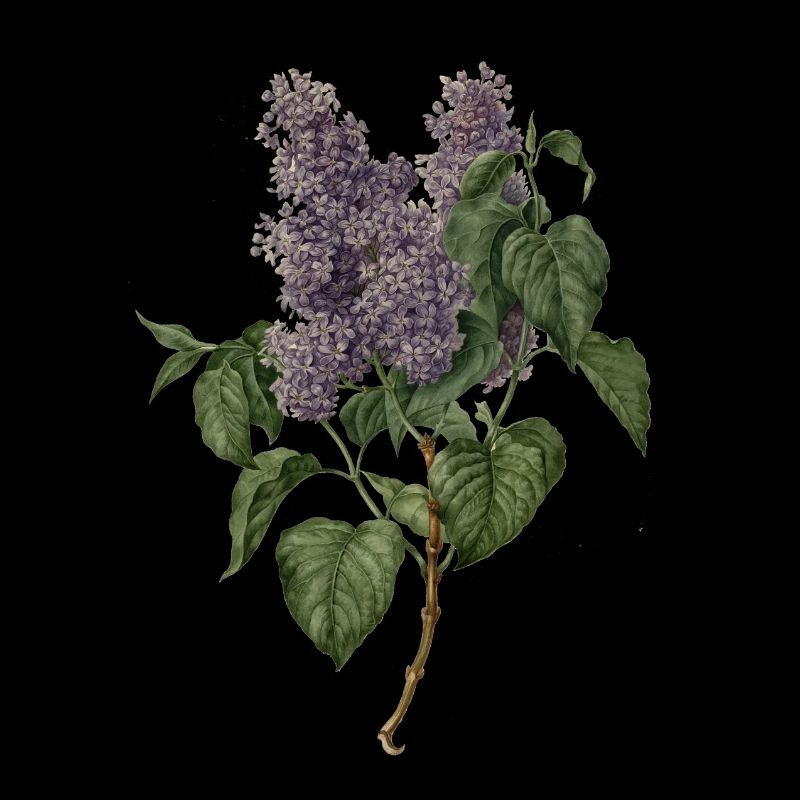Flieder – lilac