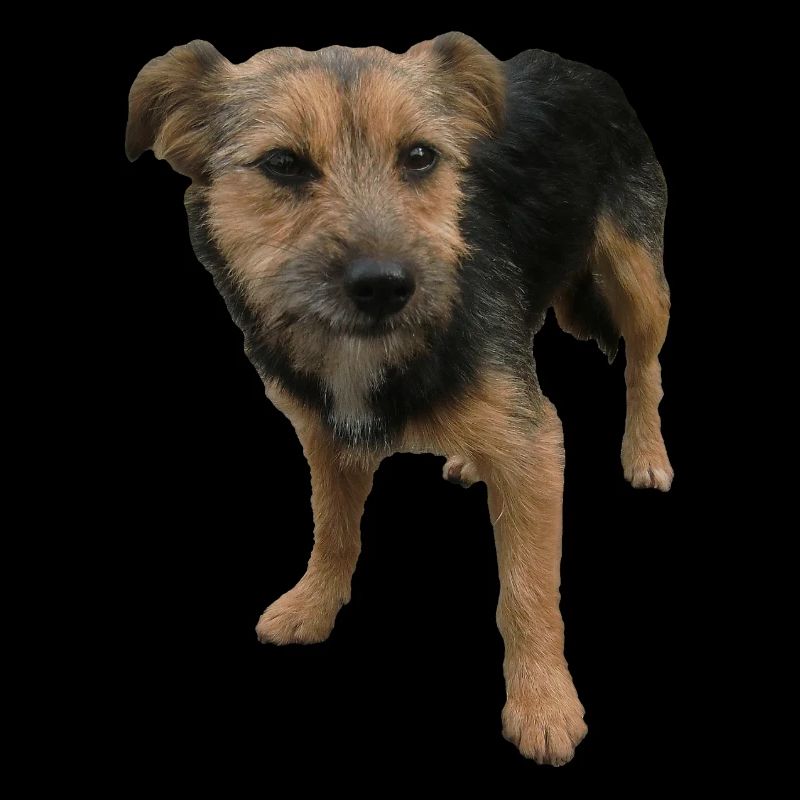 Hund