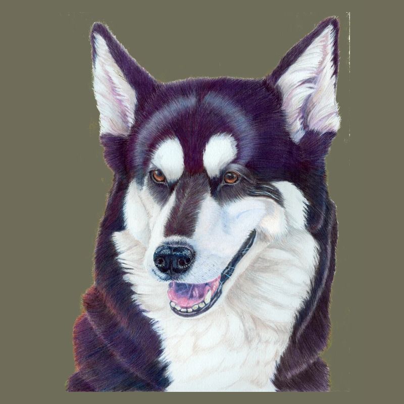 Husky sibérien 2