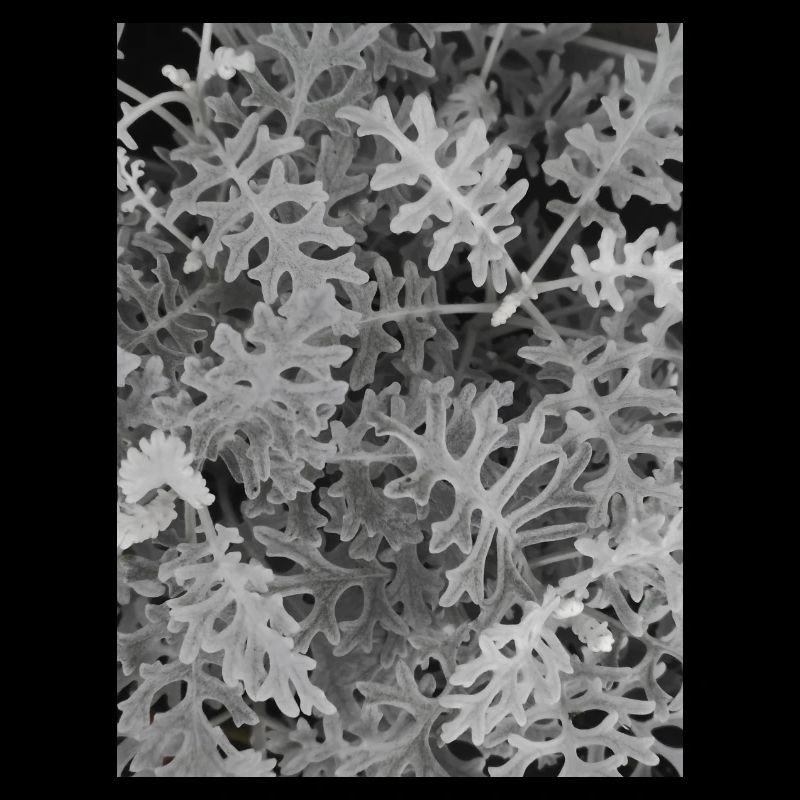 Maritime Cinerary Silver — Black and White
