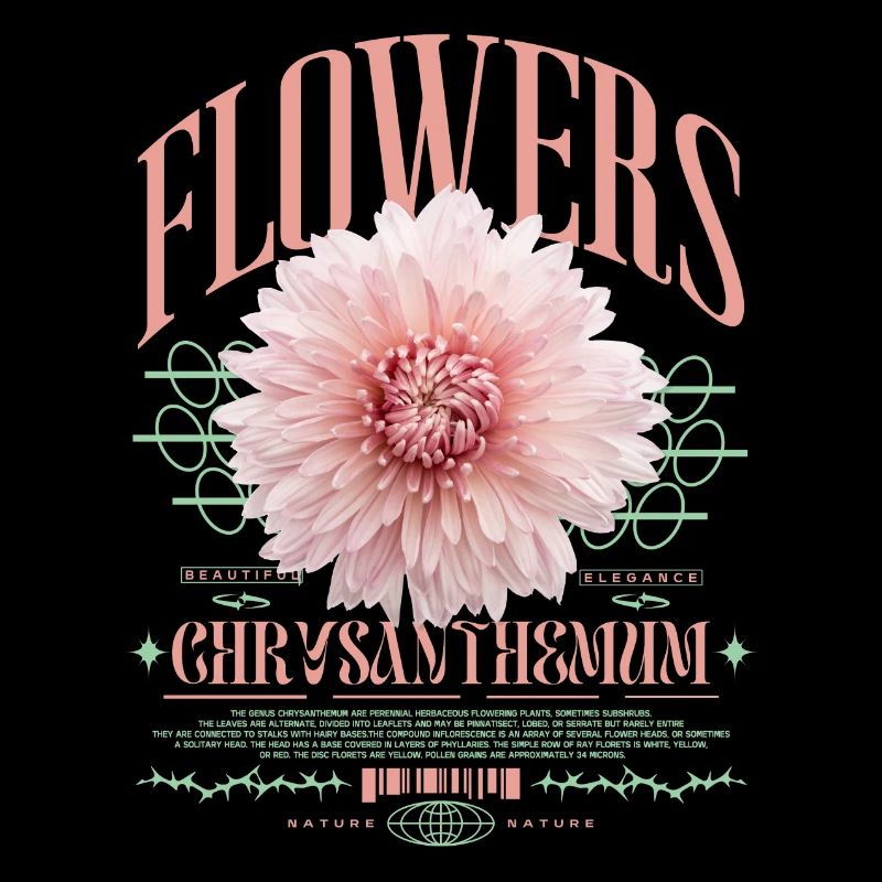 Chrysanthemum Chrysanthemums