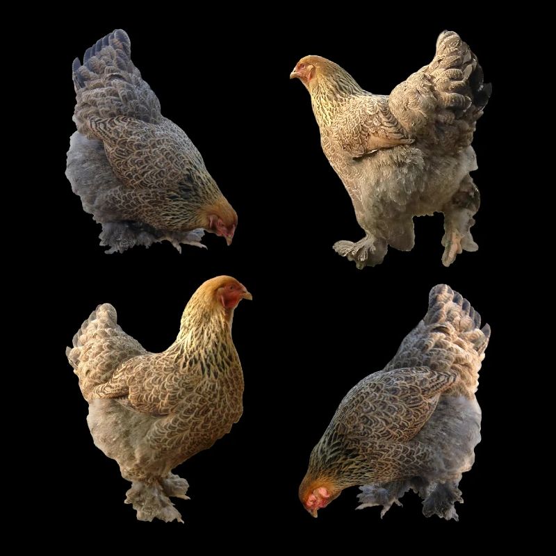 Chicken yard