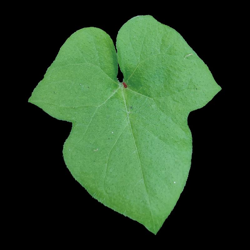 Green_Leaf_-_Tiny_Red_Spider