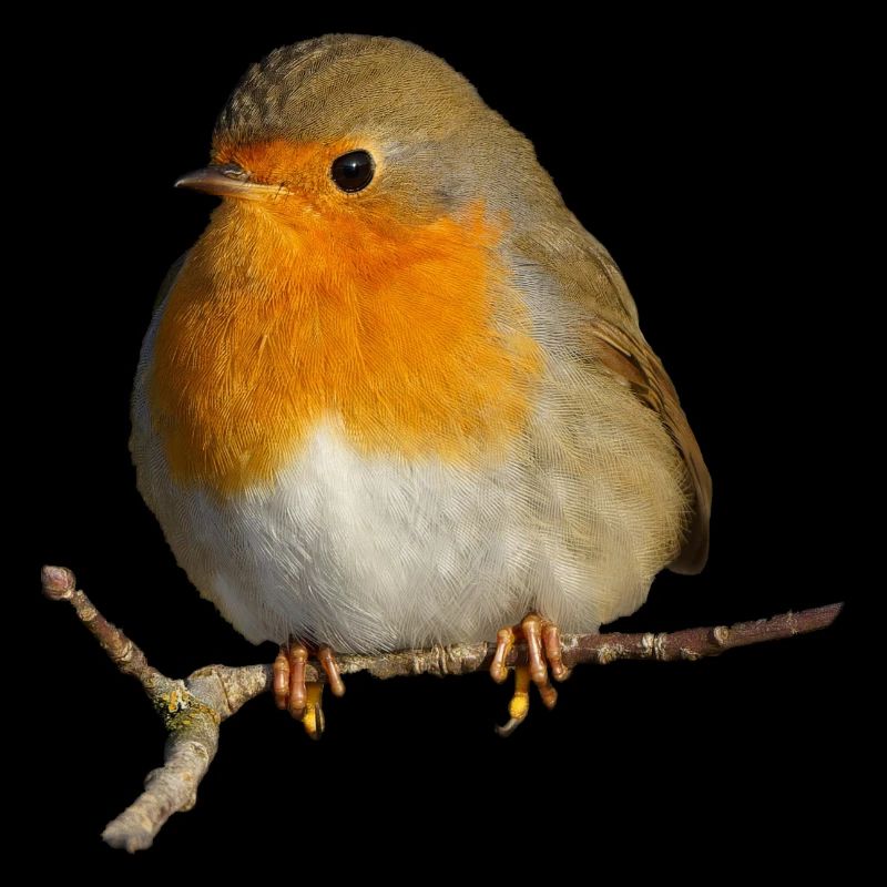 Robin sitting on branch