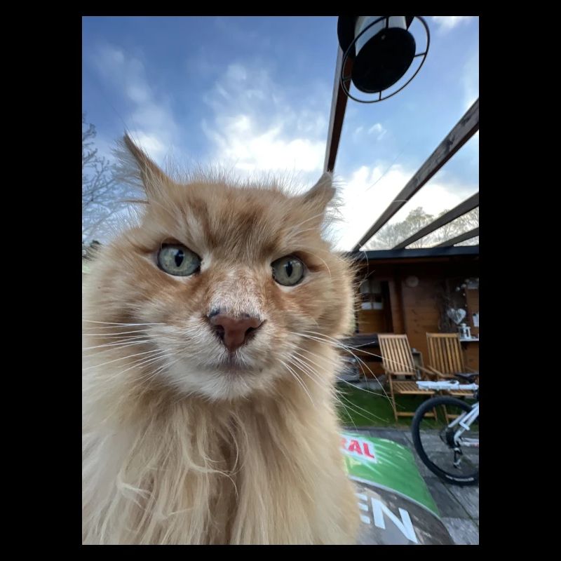 Katze Selfie