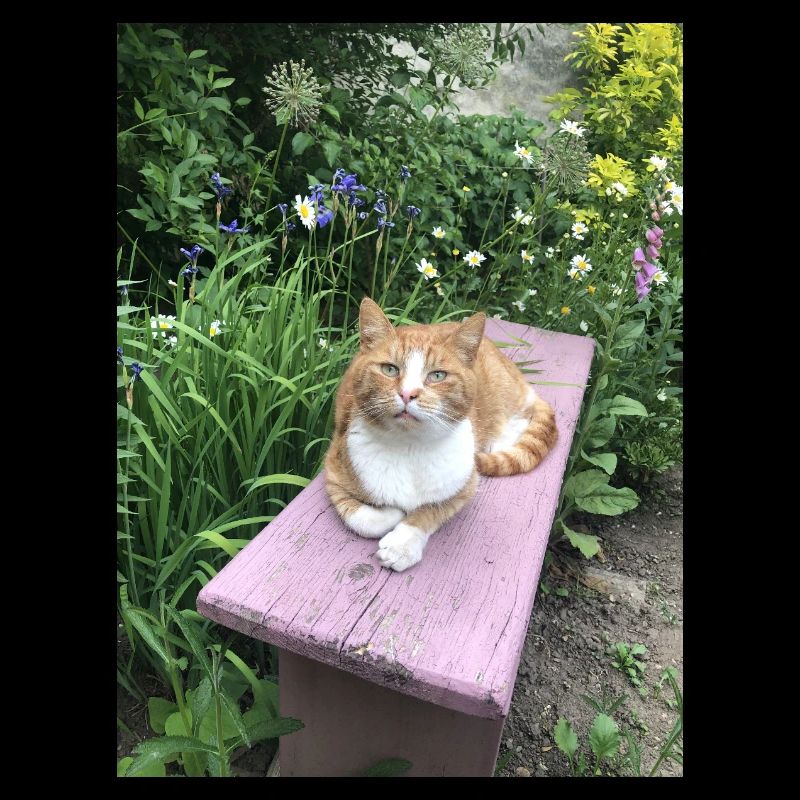 Chat Rouge Chat Mignon Petit Tigre Fleurs