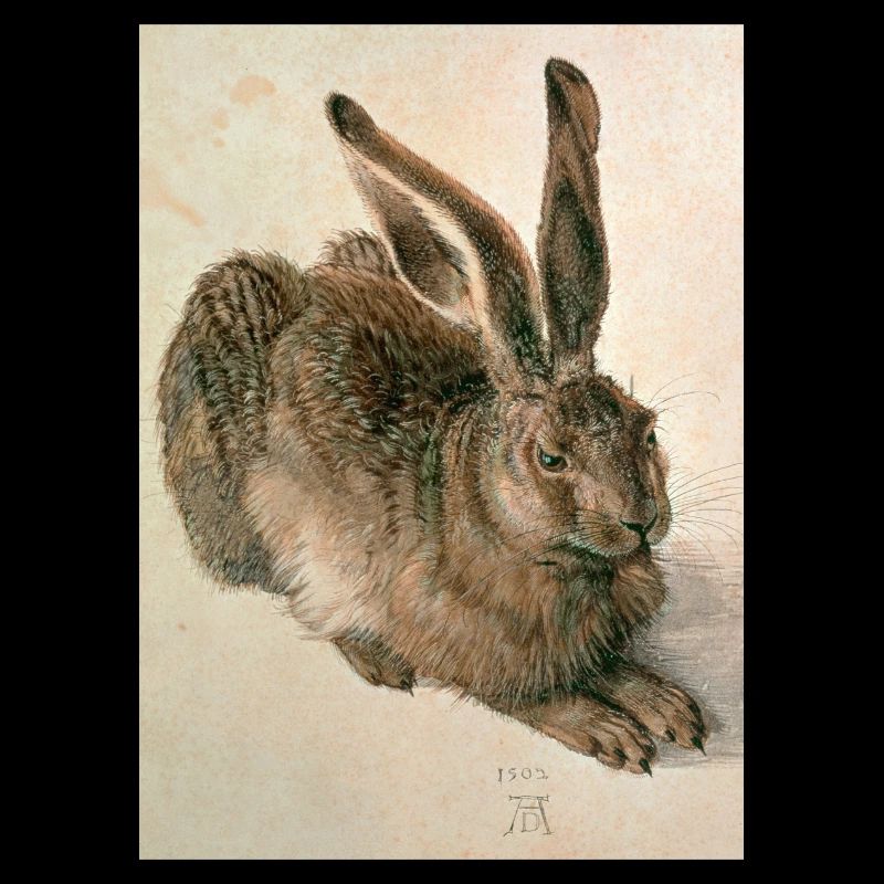 Feldhase von Albrecht Dürer