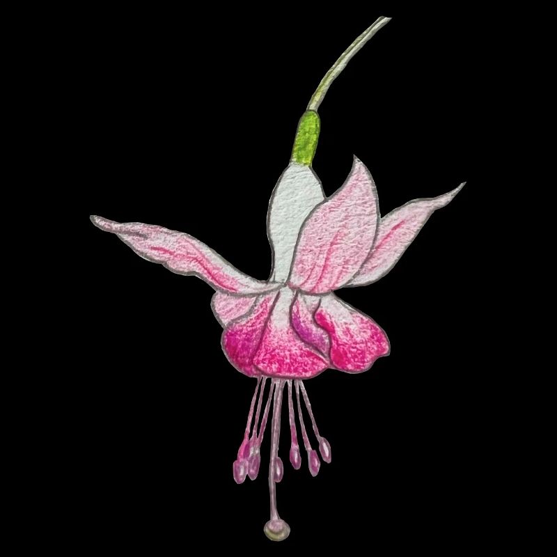 Fuchsia flower