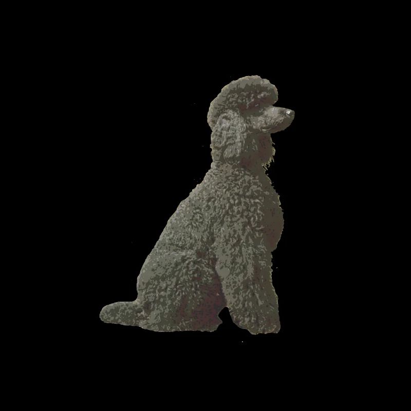 Black Poodle