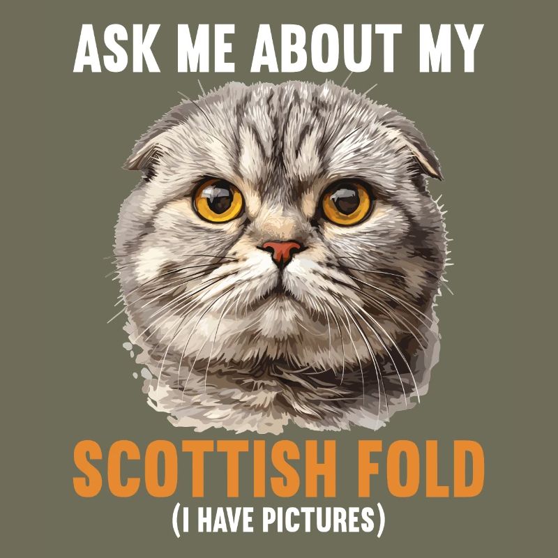 Scottish Fold Kitten Scottish Fold chat