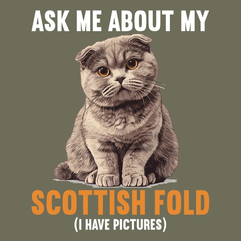 Scottish Fold Kitten Scottish Fold Cat