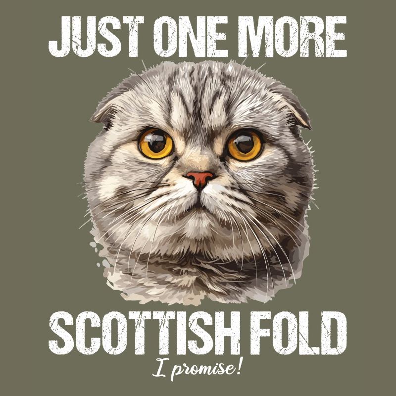 Scottish Fold Kitten Scottish Fold chat