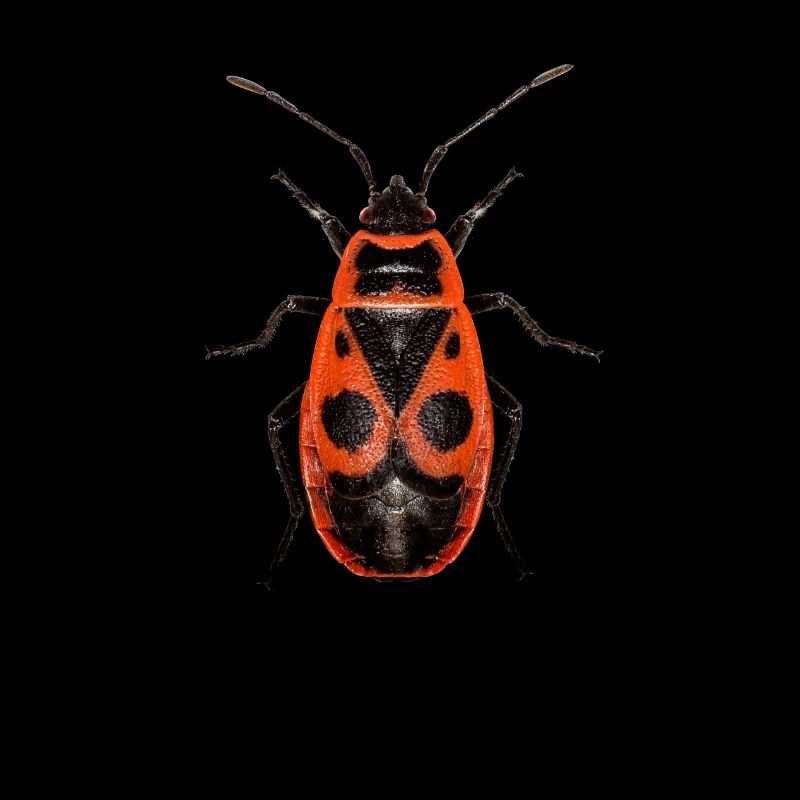 Pyrrhocoris apterus