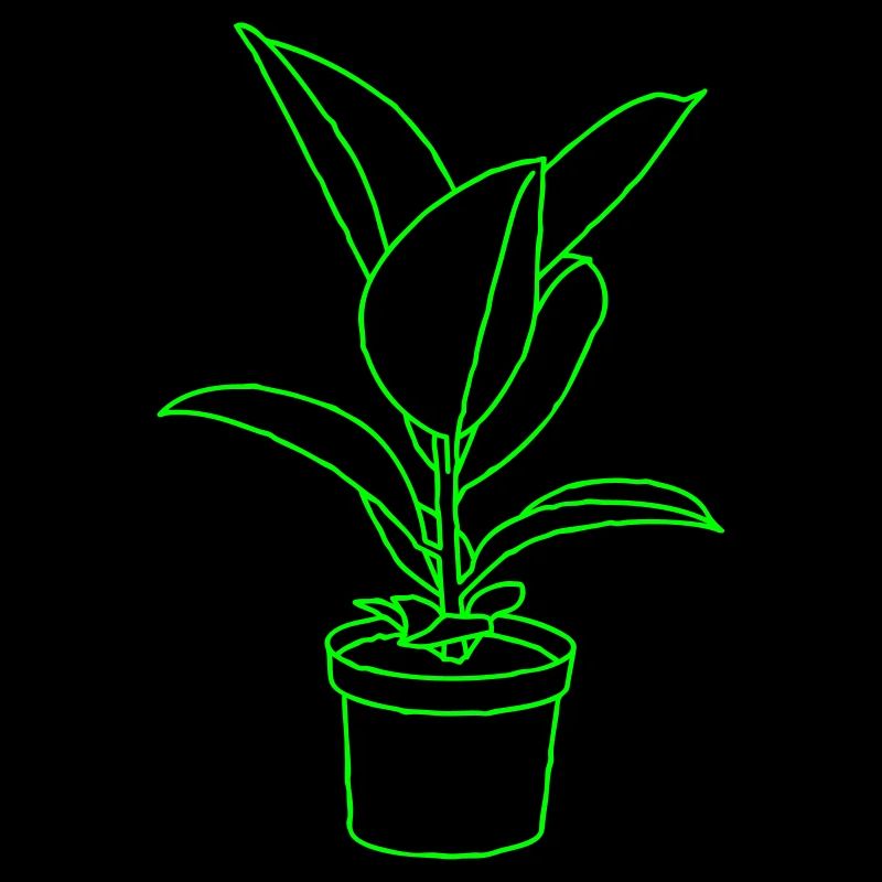 Rubber tree /Houseplant