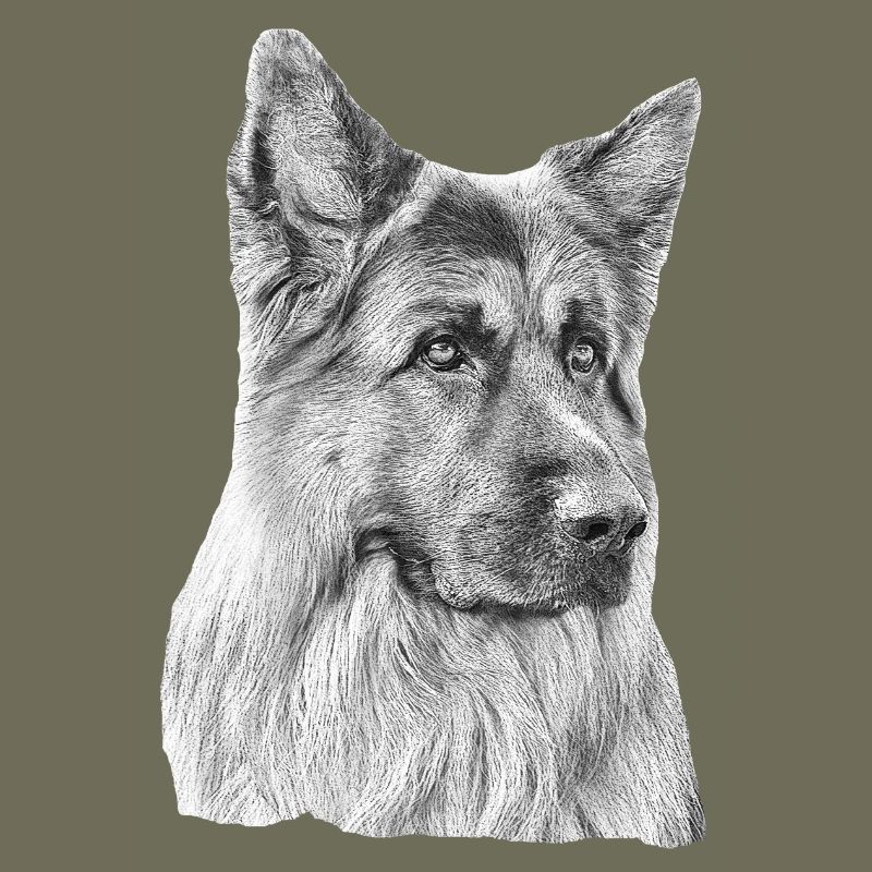Altdeutscher Schäferhund Deutscher Schäferhund