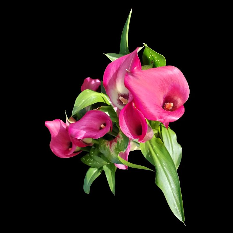 Pink Calla Blumenstrauß Kunst