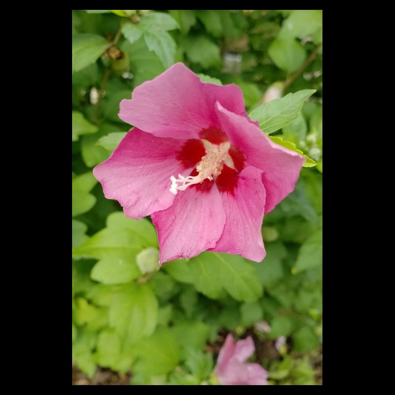 Rosa Hibiscus (Straucheibisch )