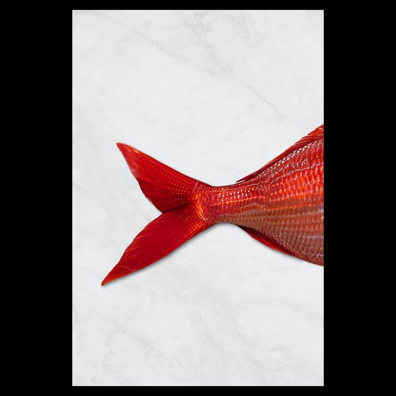 Red Fish Minimal Art Design