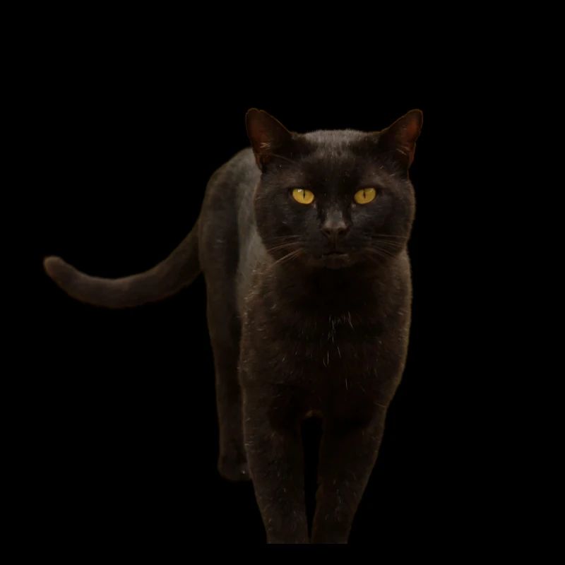 chat noir chat chaton