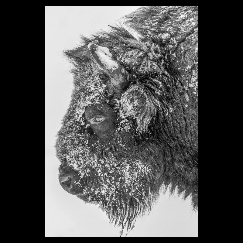 Wisent bw D4N3127