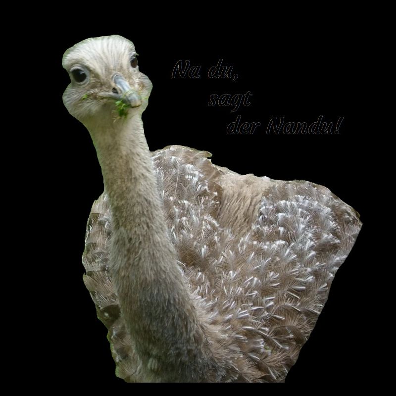 greater rhea